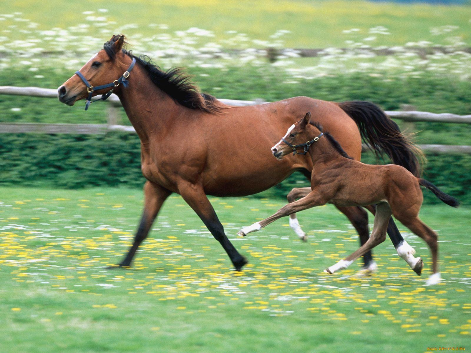 horseplay, , 